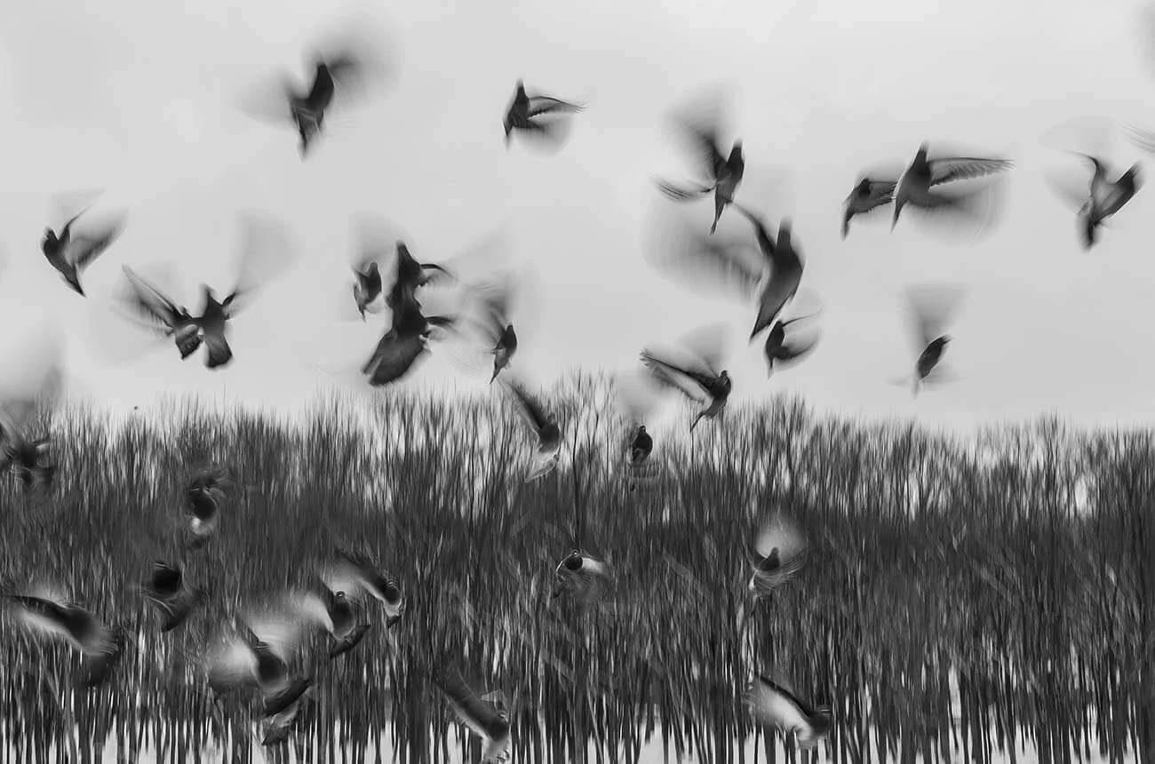 A flock of birds in motion above tall grass.